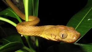 Snakes Defying Gravity: The Secret to “Standing Tall”