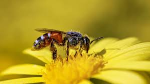 The Bee “Calculator”: Why Scientists Now Believe Bees Can Truly Count