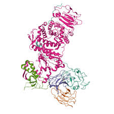 Blocking the “95% Virus”: The 2026 Breakthrough in EBV Research