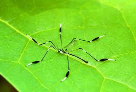 The Physics of Phantom Crane Fly Flight: “The Dandelion Strategy”