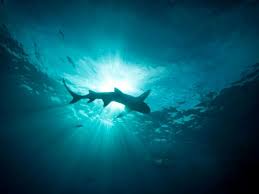 Sharks in Paradise: The Discovery of Cocaine and Pharmaceuticals in Bahamian Waters