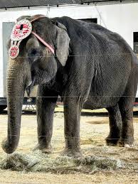 Victory for Elephants: Jordan World Circus Ends Wild Animal Acts