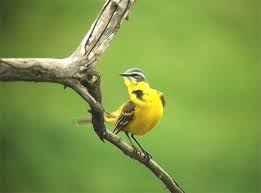 The “Bird Bias”: Why Urban Birds Flee Sooner from Women
