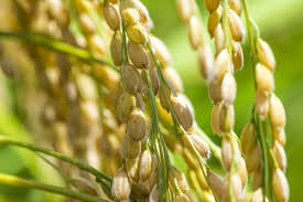 The Rhythm of Life: How the Sound of Rain “Awakens” Dormant Seeds