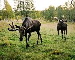 The Great Moose Migration: Why Millions are Obsessed with Sweden’s “Slow TV” Sensation