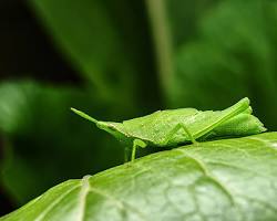 Nature’s Greatest Illusionists: How Insects and Animals Cheat Death
