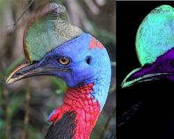 Hidden Radiance: Why the World’s Most Dangerous Bird Glows Under UV Light