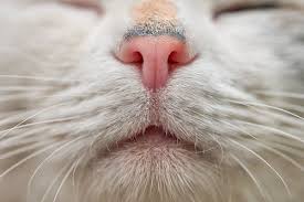 Inside the Feline Mind: The Extraordinary Sensory World of the Domestic Cat