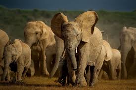 The Secret Genetic History Written in African Elephant Genomes